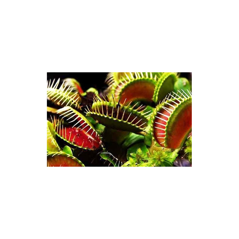 Semillas De Venus Atrapamoscas Dionaea Muscipula Semillas De Plantas