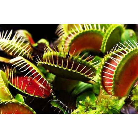 Semillas De Venus Atrapamoscas Dionaea Muscipula Semillas De Plantas