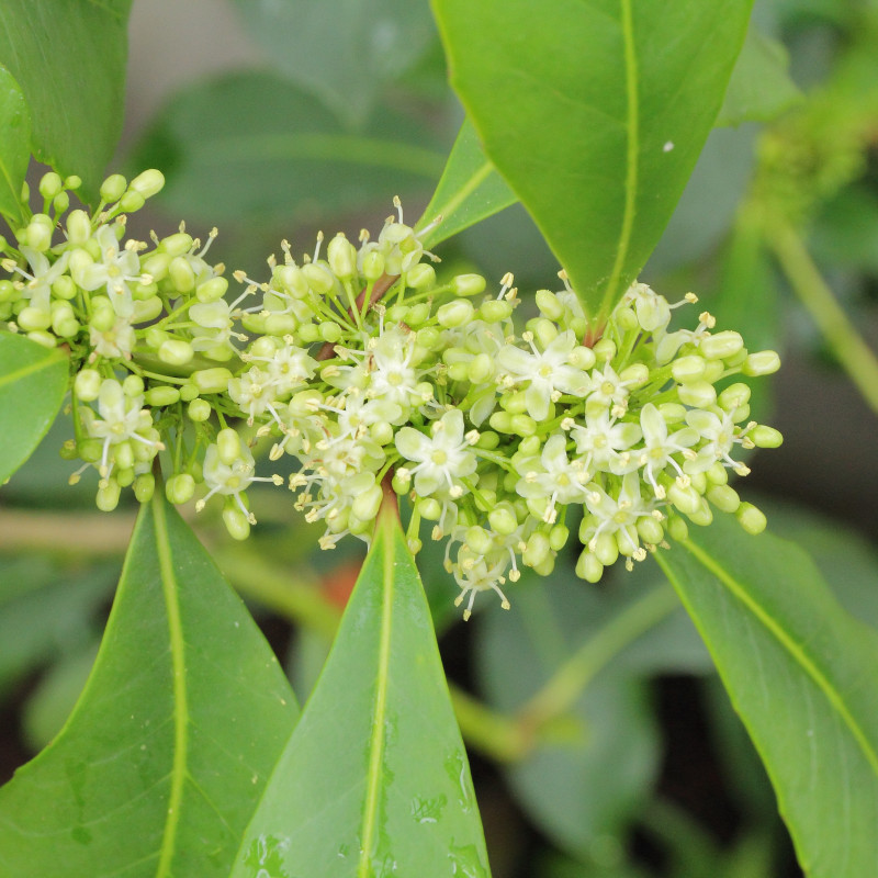 Plantas De Yerba Mate Ilex Paraguariensis Yerba De Los Jesuitas