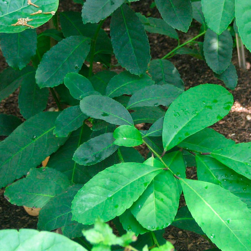 Plantas De Yerba Mate Ilex Paraguariensis Yerba De Los Jesuitas