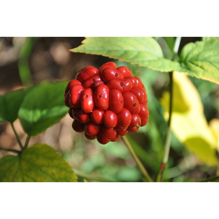 Compra Semillas de Panax Ginseng | Planta Medicinal y Revitalizante