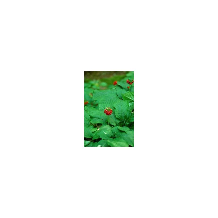 Compra Semillas de Panax Ginseng | Planta Medicinal y Revitalizante