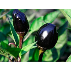 Pimiento 'Black olive' - Sobre 20 semillas