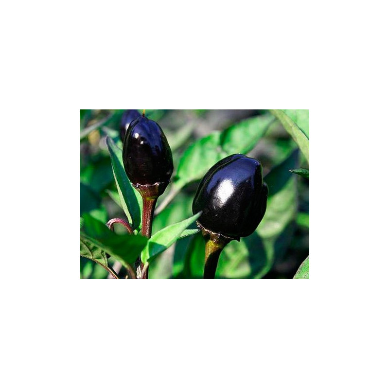 Pimiento 'Black olive' - Sobre 20 semillas