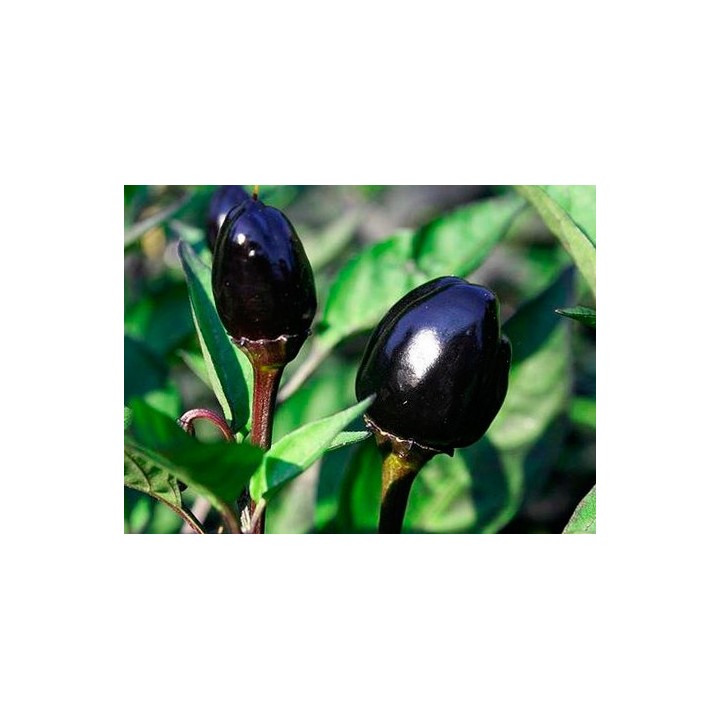 Pimiento 'Black olive' - Sobre 20 semillas