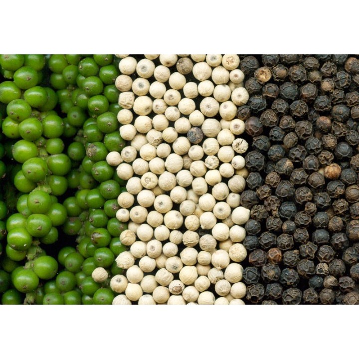 Planta de Pimienta negra (Piper nigrum) | Comprar plantas online