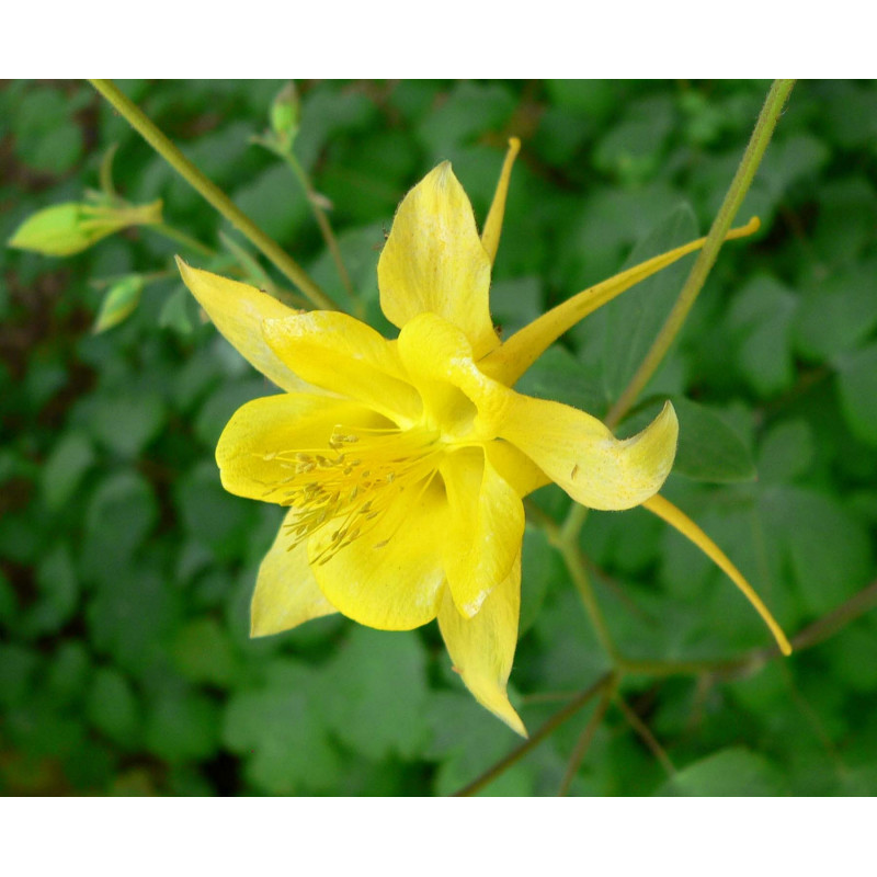 2 Bolsitas De Semillas Para Sembrar - Mezclas De Flores Orgánicas