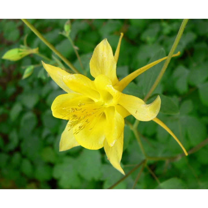 semillas de aquilegia amarilla aquilegia chrysantha flor aromática