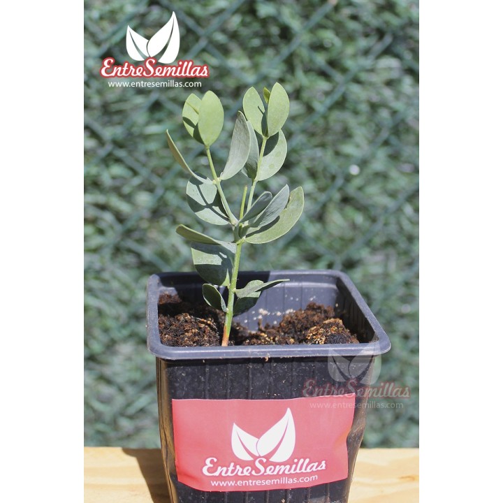 planta de jojoba Simmondsia chinensis aceite cera líquida medicinal