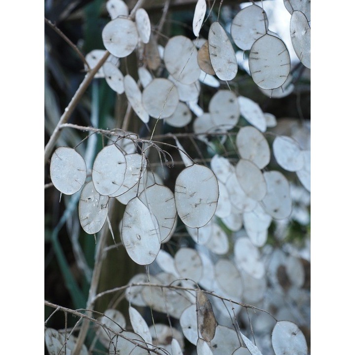 semillas de lunaria, lunaria annua, flor luna plata