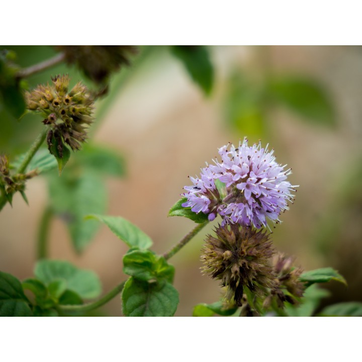 semillas de menta acuatica mentha aquatica aromatica olorosa culinaria