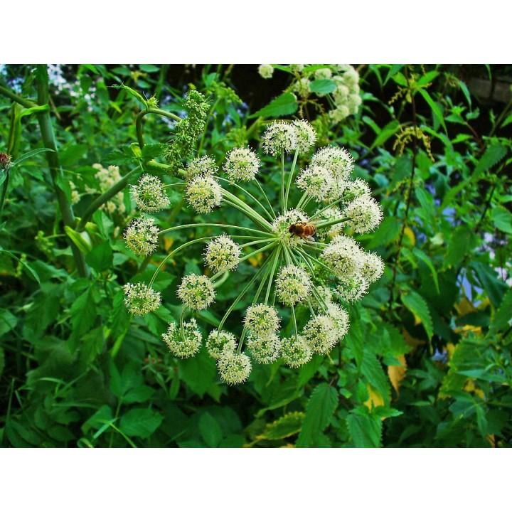 semillas de angelica angelica archangelica hierba del espiritu santo