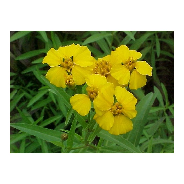 semillas de anisillo pericon yerbanis hierba de anis yerba santa maria