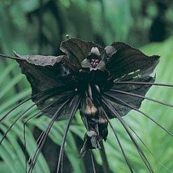 Semillas de flor murcielago, tacca chantrieri, planta flor negra rara