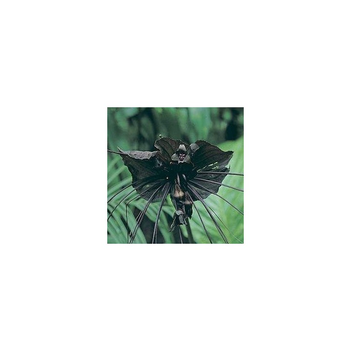 Tacca chantrieri / Flor murciélago