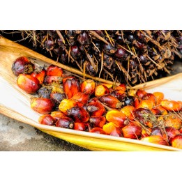 semillas de palma de aceite Elaeis guineensis palmera perenne tropical