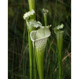 semillas de sarracenia leucophylla planta carnivora insectos blanca