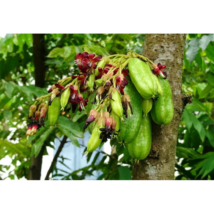semillas de averrhoa bilimbi pepino de indias vinagrillo mimbro arbol
