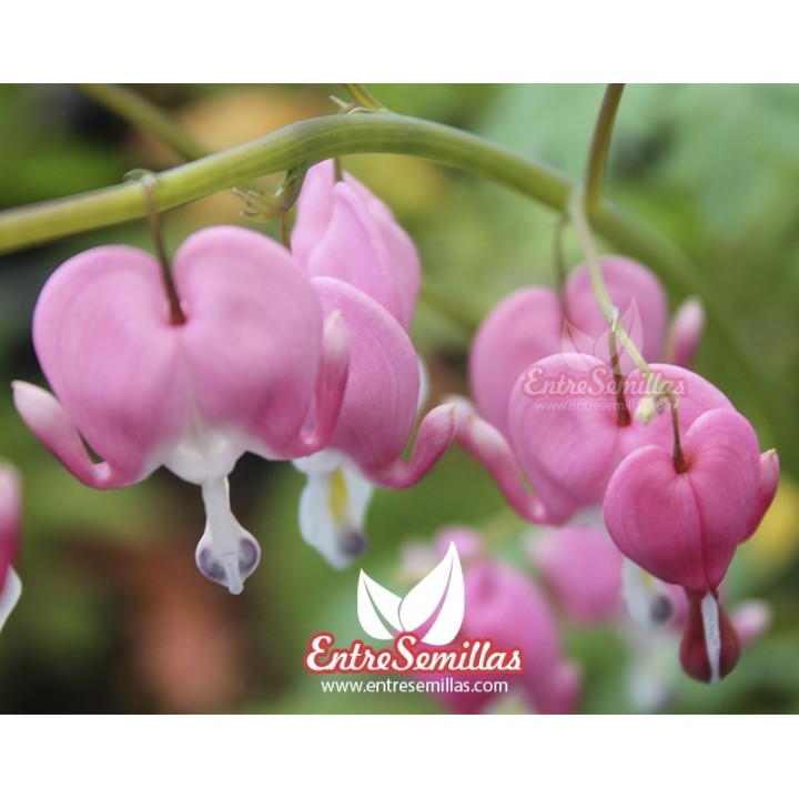 Semillas de Flor del corazón Dicentra spectabilis Lamprocapnos Comprar Corazón sangrante