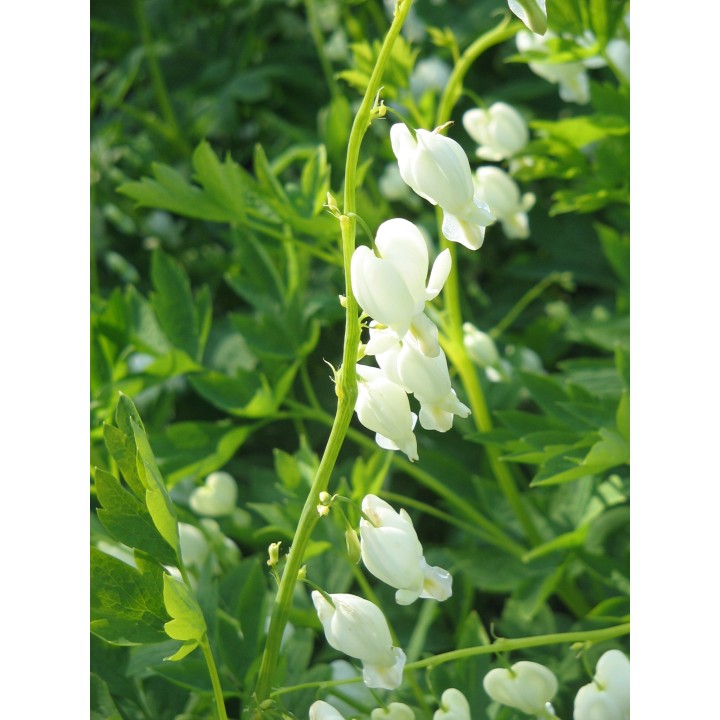 Semillas flor del corazon dicentra spectabilis alba blanca lamprocapno
