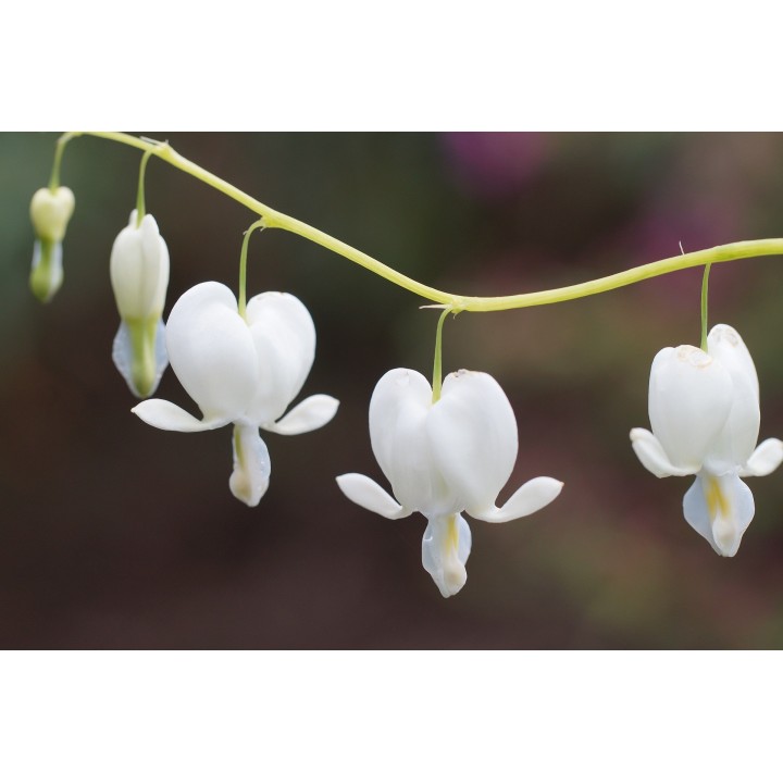 Semillas flor del corazon dicentra spectabilis alba blanca lamprocapno