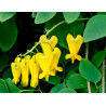 Flor del corazón 'Amarilla' - Sobre 20 semillas