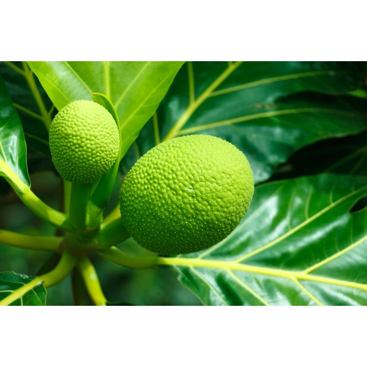 planta de arbol del pan artocarpus altilis frutipan comestible fruto
