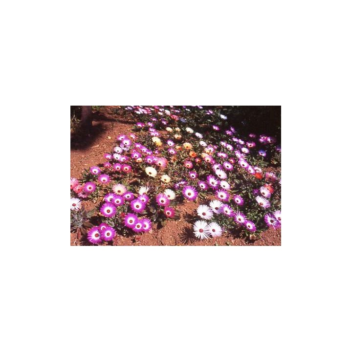 Dorotheanthus bellidiformis semillas