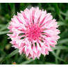Azulejo rosa - Sobre 75 semillas