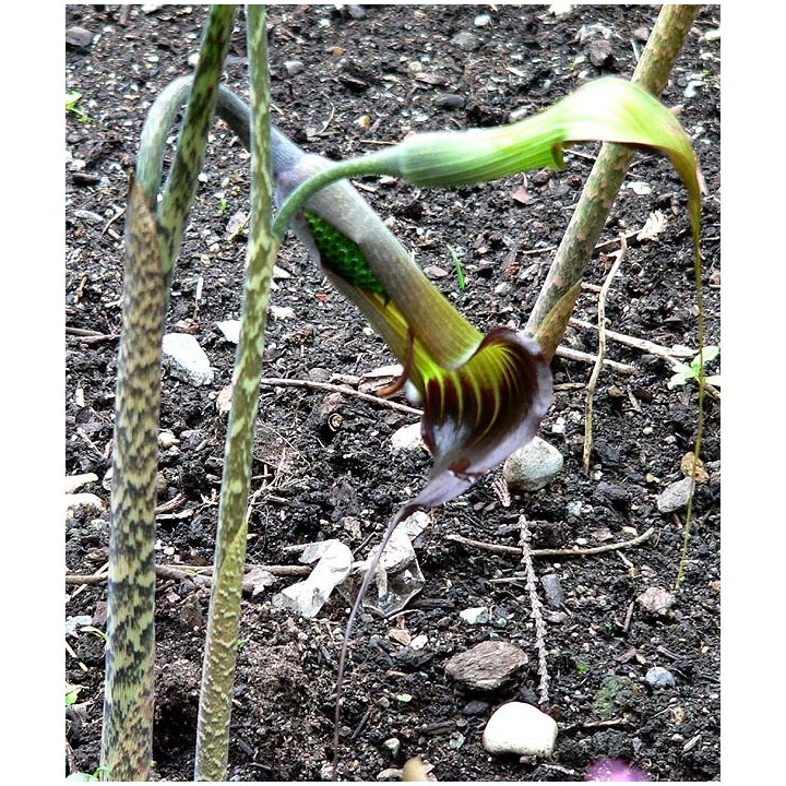 Arisaema consanguineum - 2 Bulbos