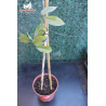 Jade - 1 planta