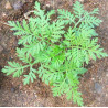 Artemisia annua - Sobre 200 semillas