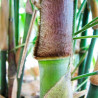 Bambú de hierro - planta
