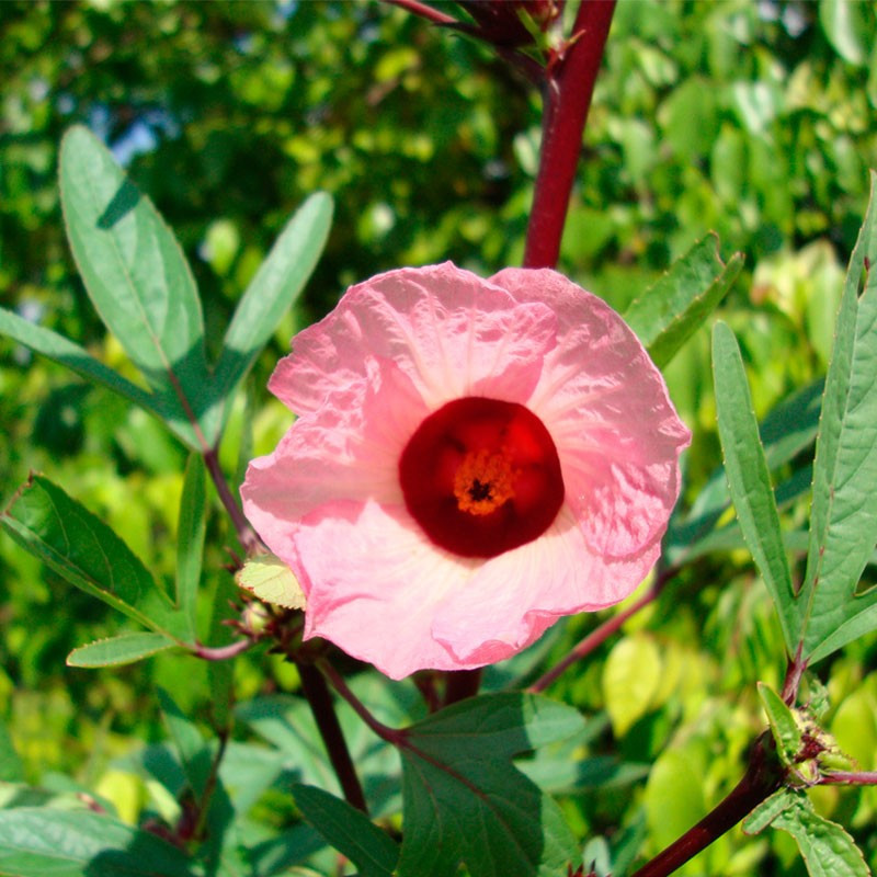 Planta de Hibiscus sabdariffa, Flor de Jamaica, rosa de abisinia