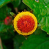 Flor eléctrica (Flor Roja) planta