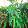 Cardamomo - 1 planta