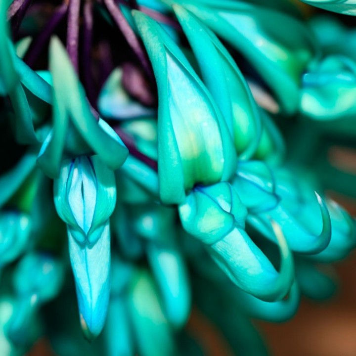 Jade - 1 semilla