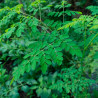 Moringa oleifera - planta