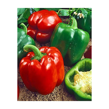 Variedades de pimientos más populares y algunas recetas con ellos Variedades de pimientos más populares y algunas recetas con ellos