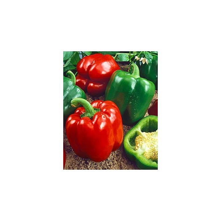 Pimiento Dulce California
