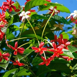 Quisqualis planta