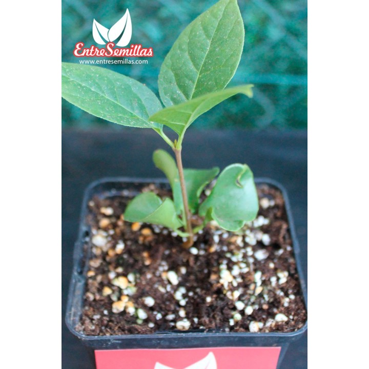 Calicanto de Florida - planta real