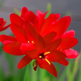Geissorhiza inflexa - 10 semillas