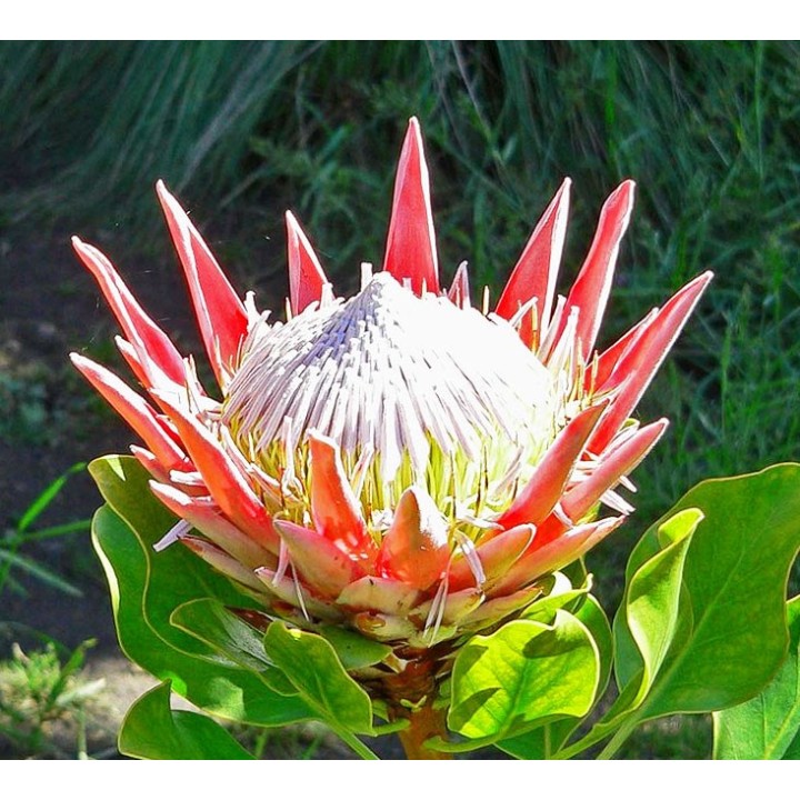 planta de Protea cynaroides flor en verano planta sudafrica