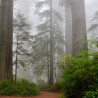 Sequoya gigante - 15 semillas