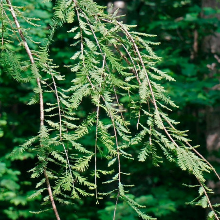 Metasequoia glyptostroboides semillas