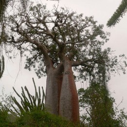 Baobab fony - Semillas