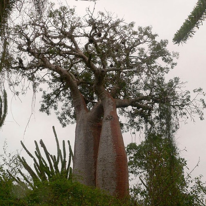Baobab fony - Semillas