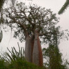 Baobab rubrostipa