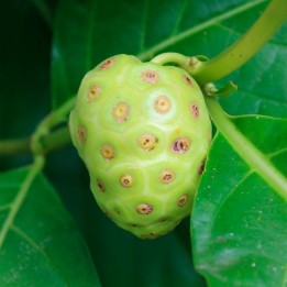 Noni - Semillas